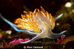 A tongue of flame! This Opalescent Nudibranch was just co... by Marc Damant 